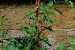 Weeds picture